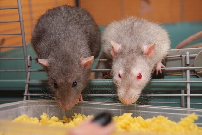 Człowiek człowiekowi szczurem