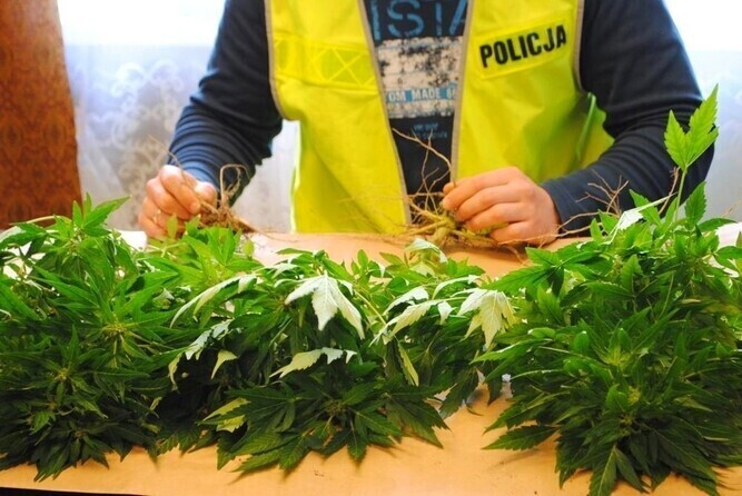 Region Bracia wpadli na uprawie konopi