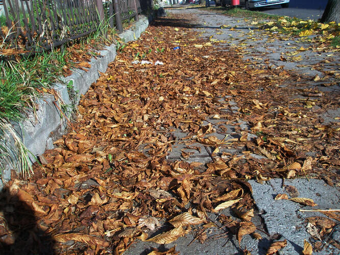 Piotrków Dlaczego nie sprzątają liści