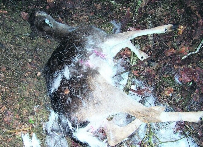 W powiecie piotrkowskim najwięcej kłusowników