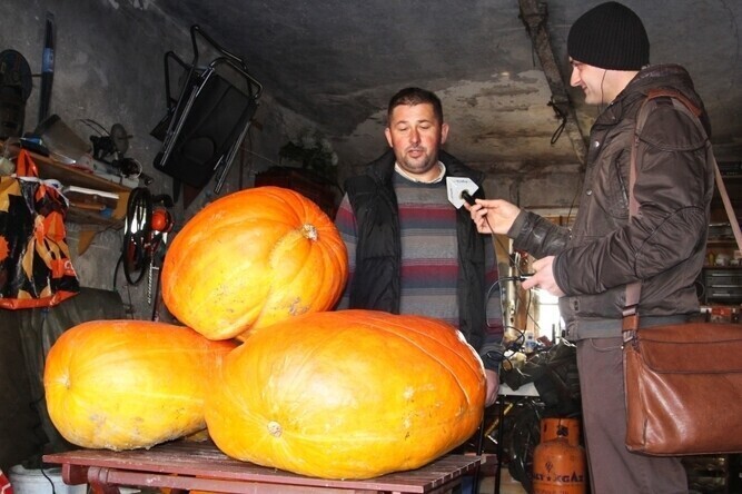 Dynia na Halloween jak znalazł