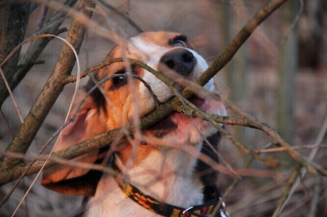 Pies w lesie może cię kosztować nawet 5 tys. zł