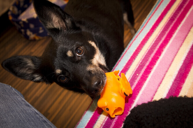 W Moszczenicy dopłacą do adoptowanego psa