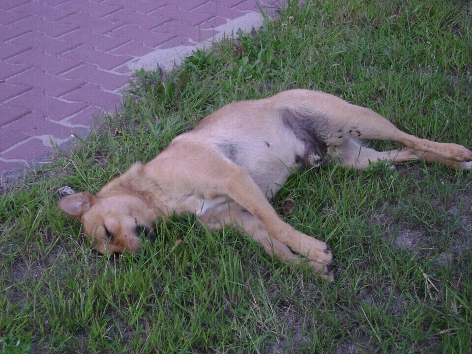 Uchwała i program gminy Sulejów dotyczący bezdomnych zwierzętach jest fikcją.