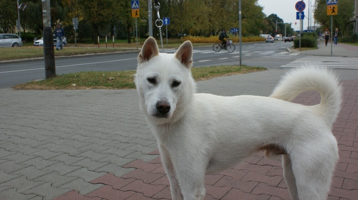 Zdjęcie 2: Zaginął pies w okolicach Urzędu Miasta