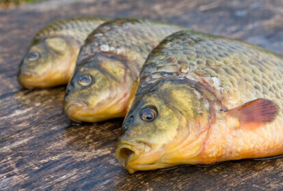 Kłusownicy coraz bardziej bezczelni