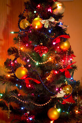 Piotrkowianie częściej ubierają żywą choinkę