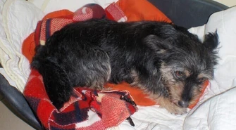 Komendant straży zadzwonił do SM i uratował psa