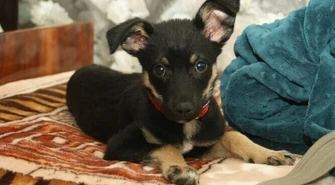 Prawie pół miliona na opiekę nad zwierzętami