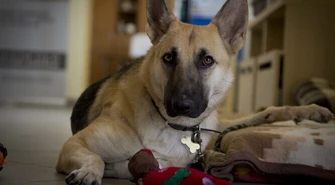 Ciuchcia wyjechała do Niemiec – tam znalazła dom