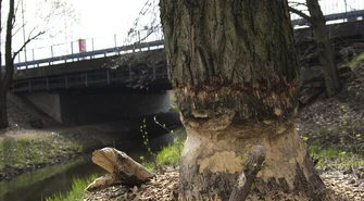 Piotrków: Na bobry nie ma rady