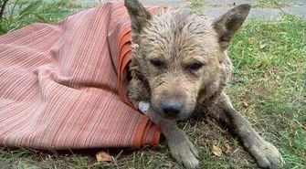 Region: Nieznany sprawca zakopał żywego psa