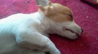 Pijani wyrzucili szczeniaka z pierwszego piętra