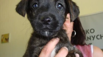 Już w sobotę przygarnij zwierzaka za złotówkę