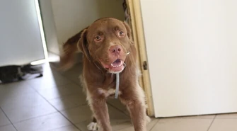 Coraz więcej psów w piotrkowskim schronisku