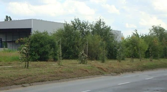 Kto niszczy zieleń w mieście?