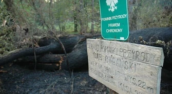 Region: Spłonął 900-letni Dąb Cygański