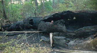 Region: Znowu podpalili Dąb Cygański