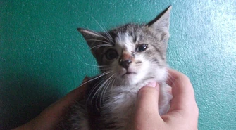 Kocięta ze schroniska potrzebują pomocy!