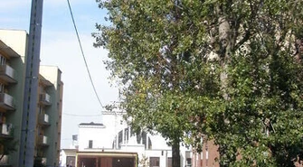 Na usunięcie niebezpiecznej gałęzi czekają miesiące