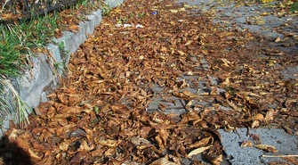 Piotrków: Dlaczego nie sprzątają liści?