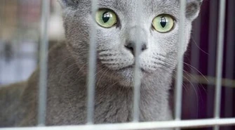Syjamskie, syberyjskie, brytyjskie &#8211; wystawa kotów w Piotrkowie