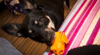 W Moszczenicy dopłacą do adoptowanego psa?