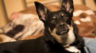 Schronisko: Trwa akcja „Wigilia dla zwierząt”