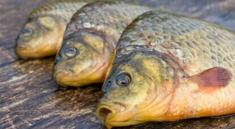 Kłusownicy coraz bardziej bezczelni