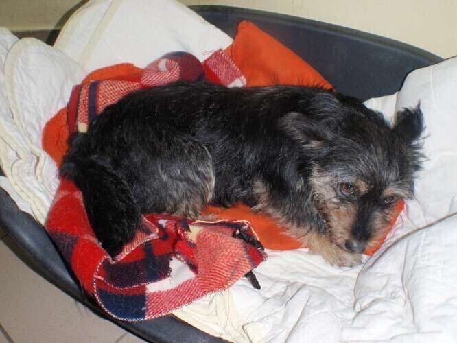 Pierwsze wypłaty za adopcje już w marcu