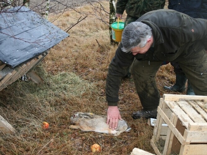 Zające już poszły w las