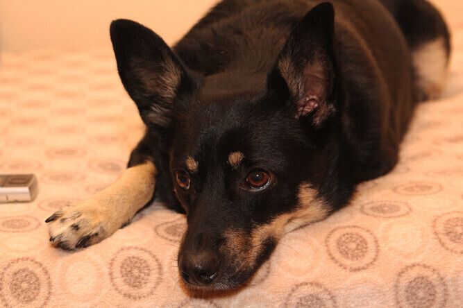 Zebrali żywność dla zwierzaków ze schroniska