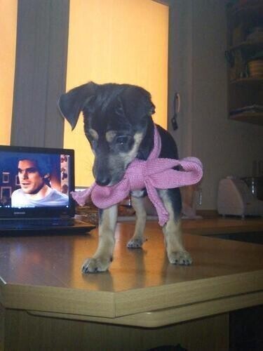 Zdjęcie 1: Zaginął pies na ulicy Szkolnej w Piotrkowie