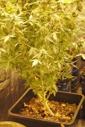 Nielegalna uprawa konopi indyjskich zlikwidowana