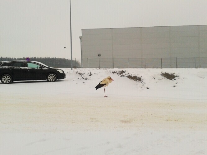 Wolborskie bociany czekają na wiosnę