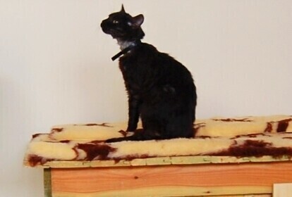 Czy pójdzie do więzienia za spalonego kota