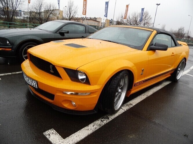 Stado mustangów w Piotrkowie