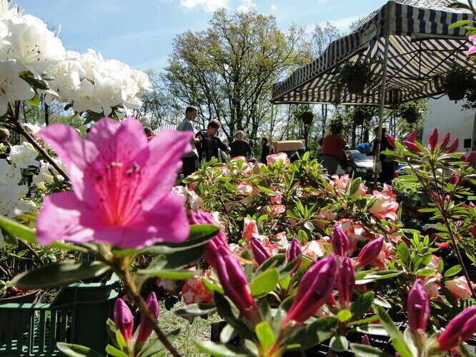 Pamiętajmy o ogrodach... - VIII Piotrkowskie Targi Ogrodnicze