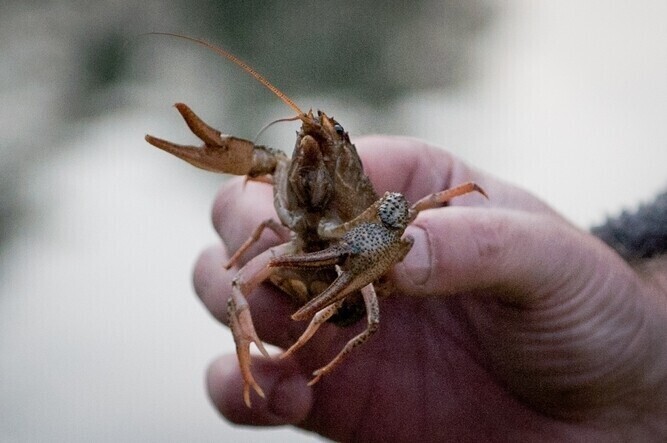 Ropa w rzece - czy raki przeżyją