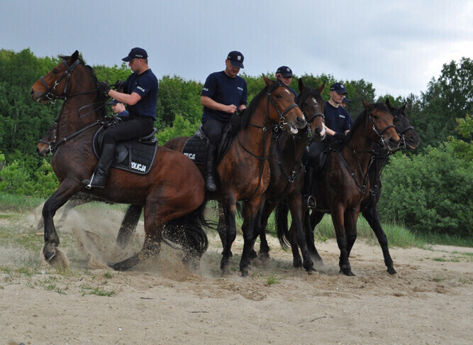 Przetestowali policyjne konie