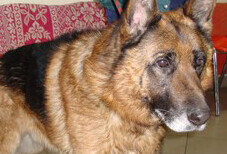 Owczarek pogryzł 10-letnią dziewczynkę