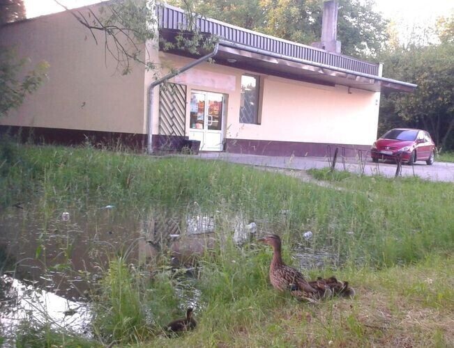 Kaczki zamieszkały w kałuży przy sklepie spożywczym
