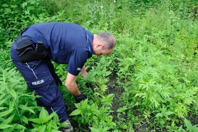 Region 38-latek uprawiał konopie w ogródku