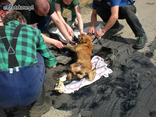 Zdjęcie 1: Pies wtopił się w drogę