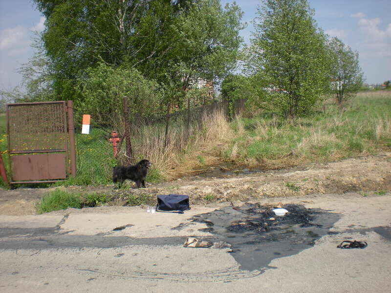 Zdjęcie 4: Pies wtopił się w drogę