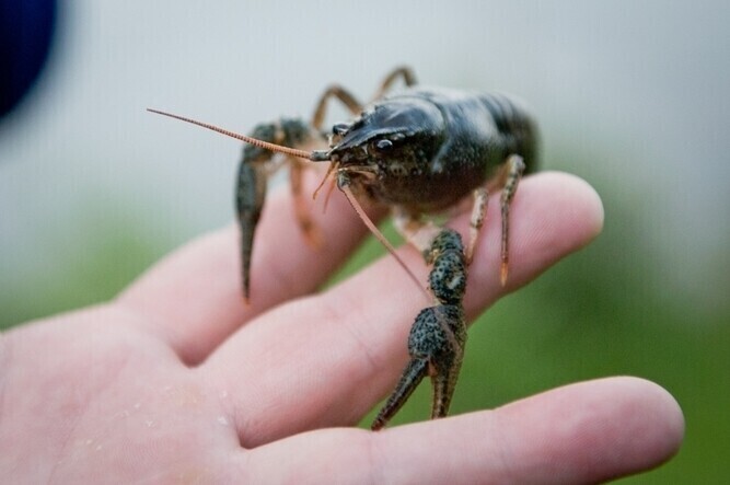 Wpuścili ryby do Rakówki