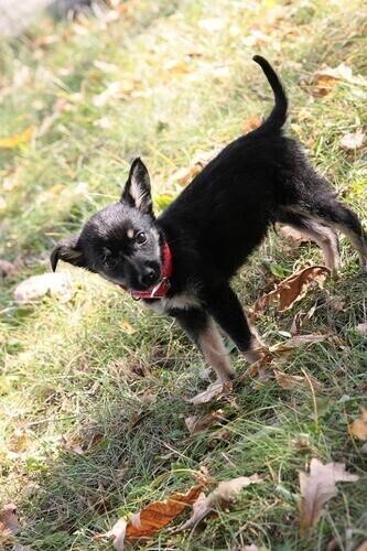 Podczas upału zostawił psa w samochodzie