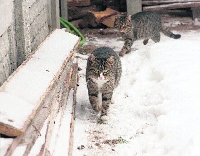 Zabił psa sąd skazał go na grzywnę