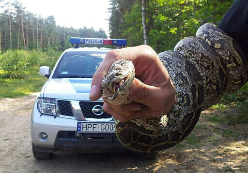 Natknął się na dwumetrowego pytona