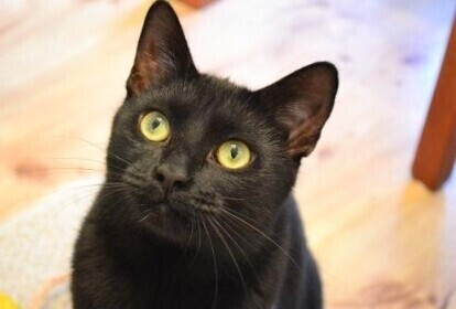 Dwie tony karmy dla kotów